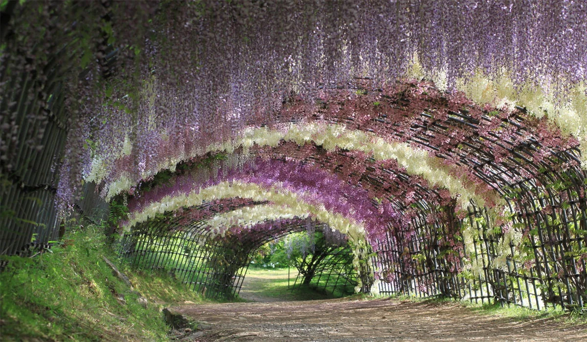 Uncovering the Hidden Beauty of Kawachi Fuji Garden
